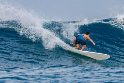 TORQ TET MOD FUN 7'2" FUTURES 47.2 - CLASSIC PALM